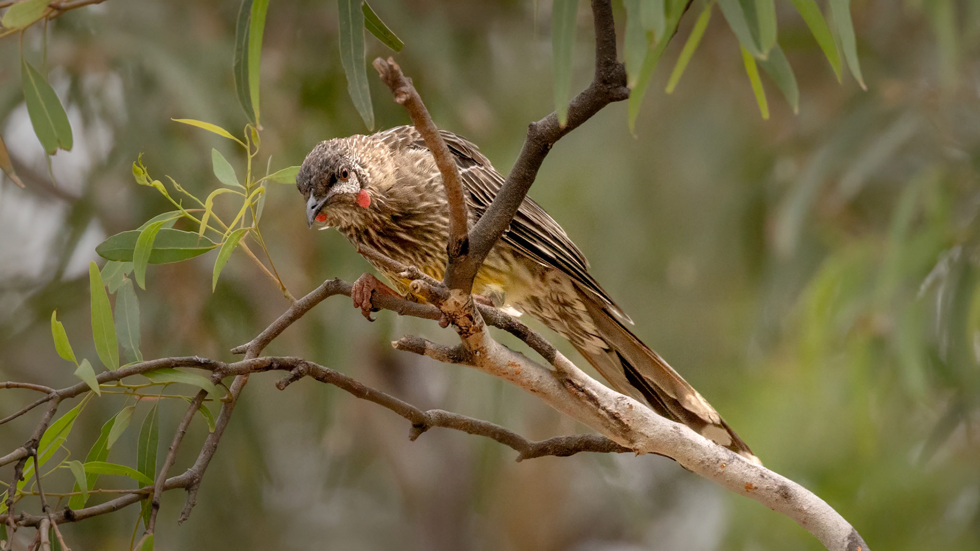 Red Wattlebird - Bellarine Peninsula, Victoria, Australia