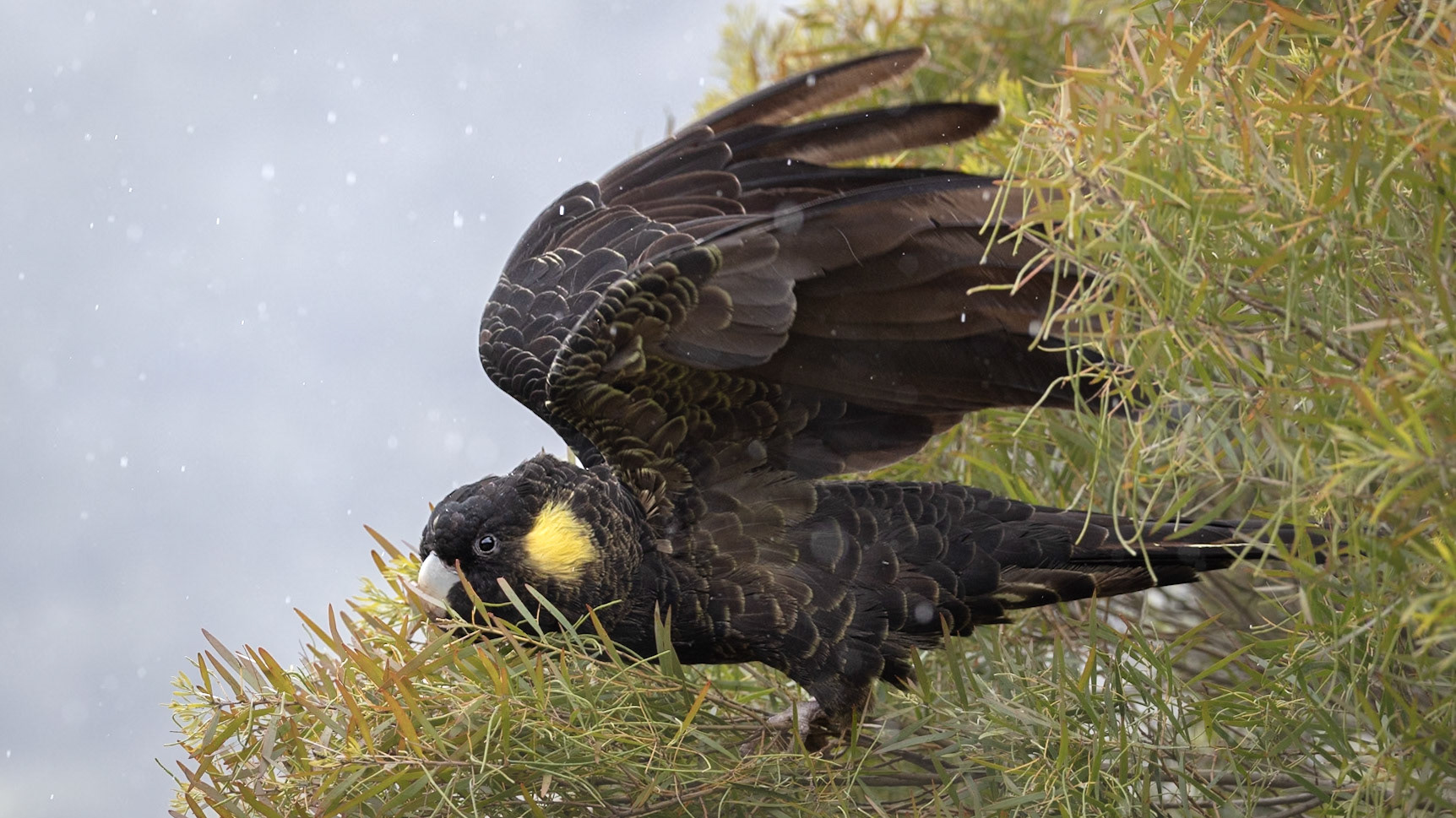 Yellow-tailed Black Cockatoo