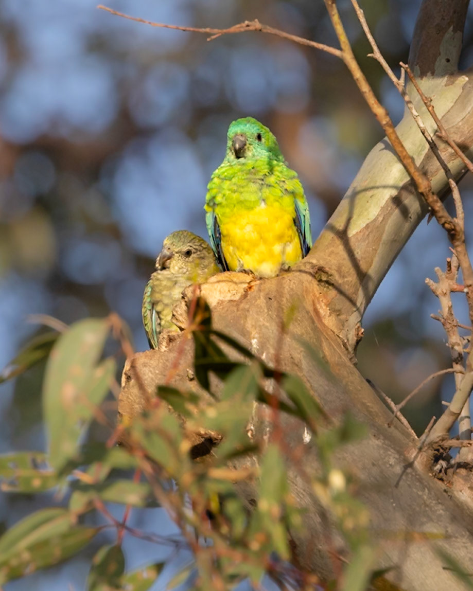 Red-rumped Parrot - Bellarine Peninsula, Victoria, Australia