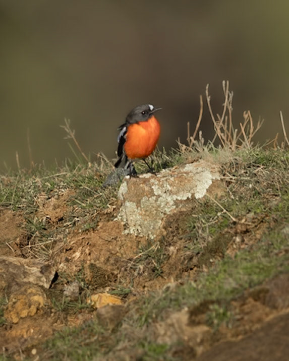 Flame Robin, male