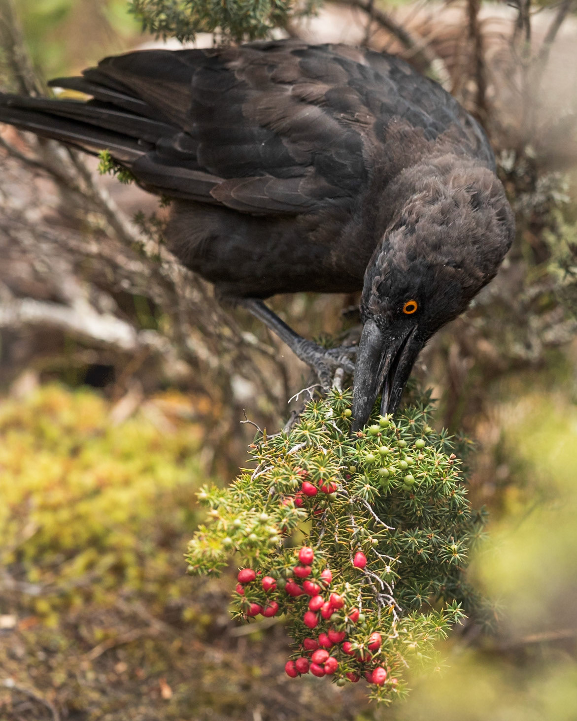 Black Currawong