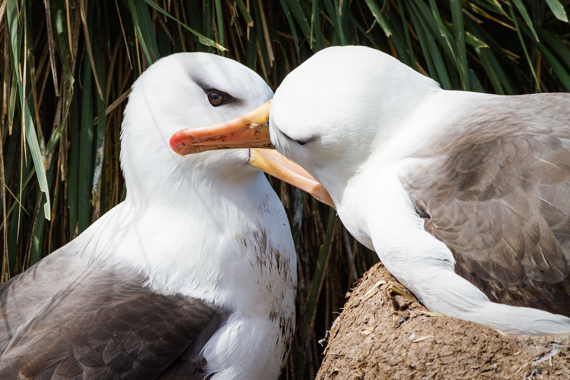 Black-browed Albatross