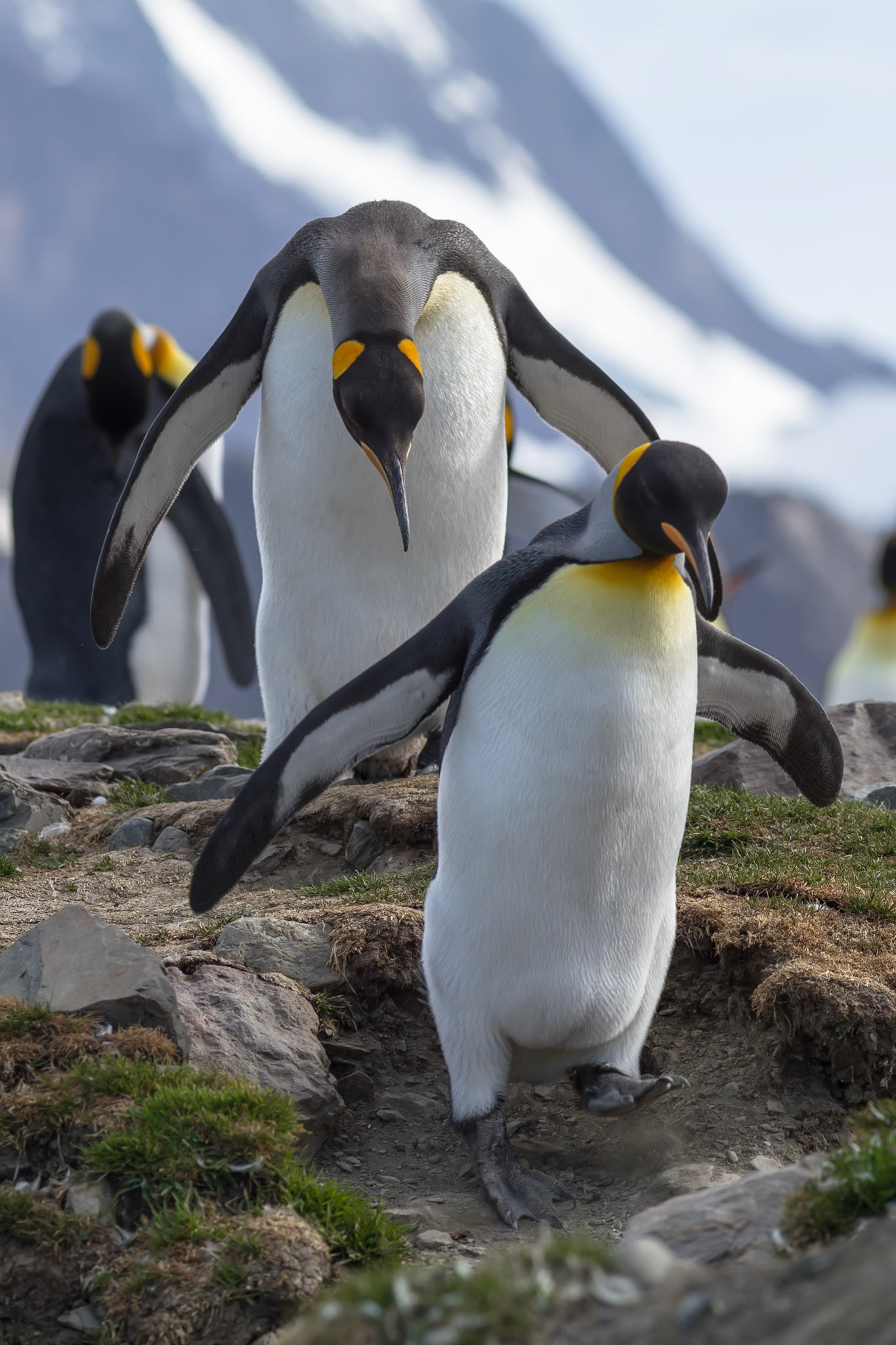 King Penguins - St Andrews Bay - South Georgia
