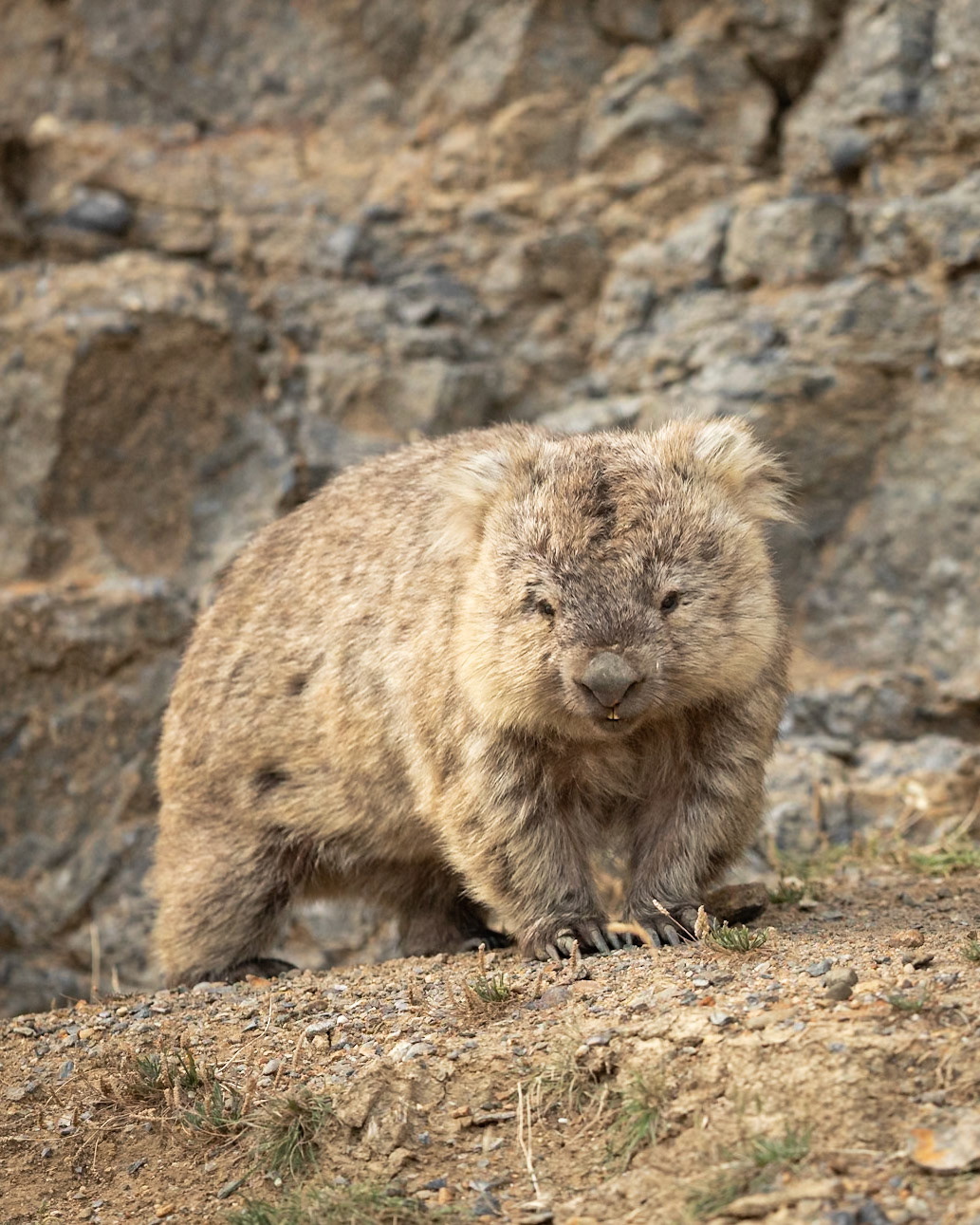 Bare-nosed Wombat