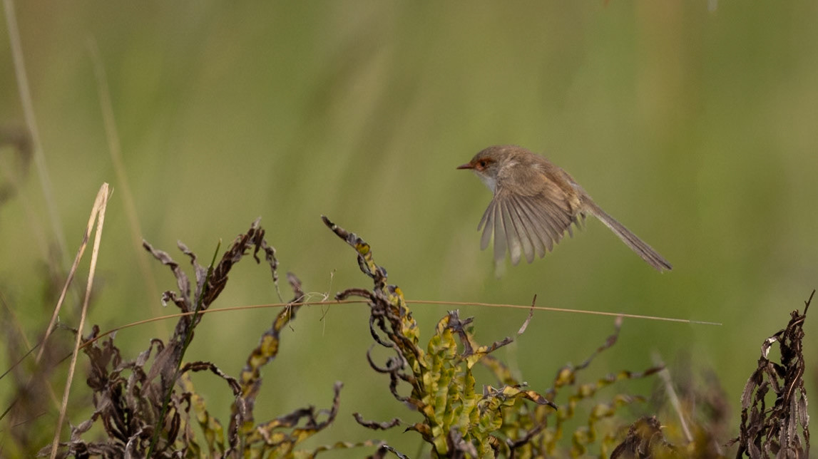 Superb Fairywren, female