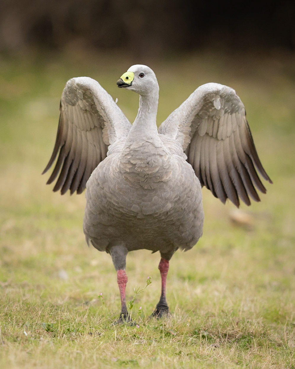 Cape Barren Goose
