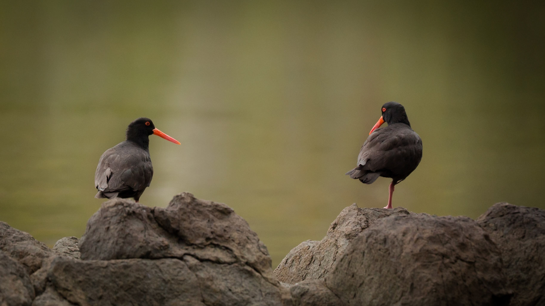 Sooty Oystercatcher