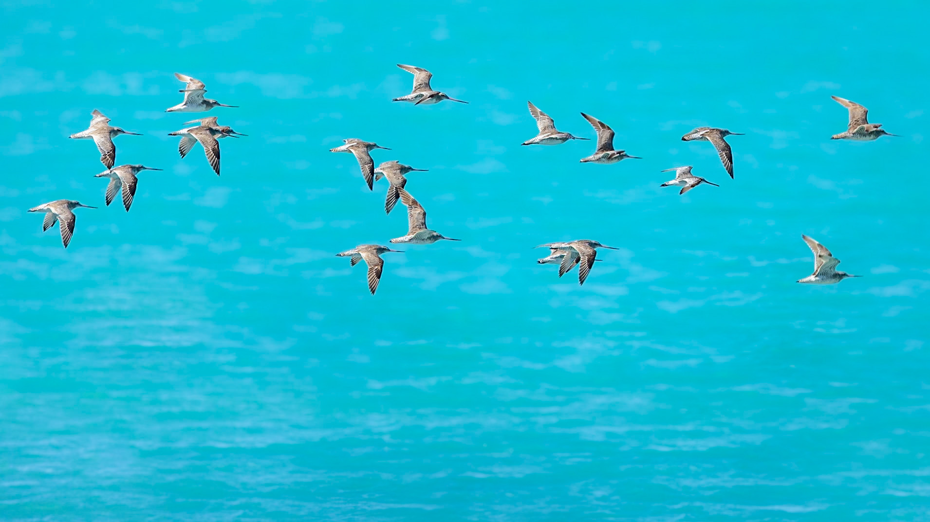 Bar-tailed Godwits (Limosa lapponica)