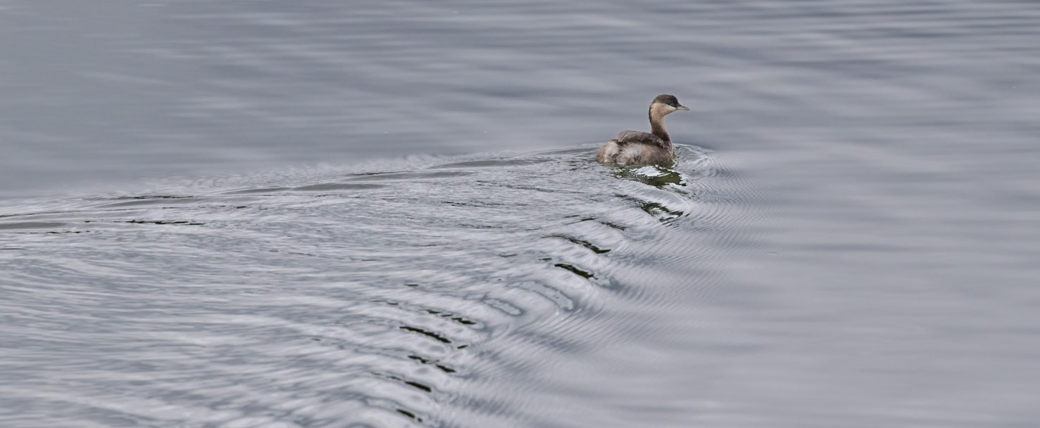Hoary-headed Grebe