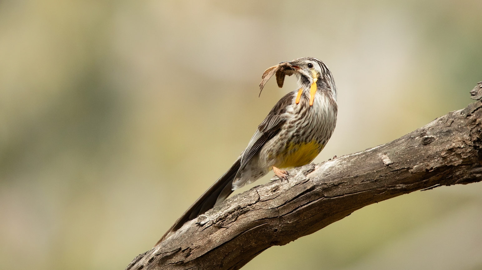 Yellow Wattlebird