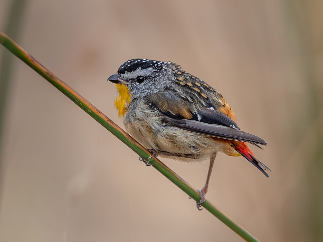 Spotted Pardalote