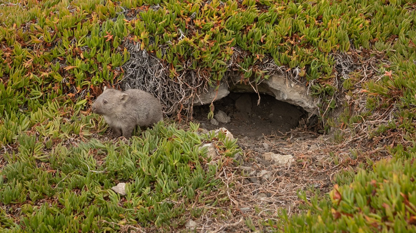 Staying close to shelter