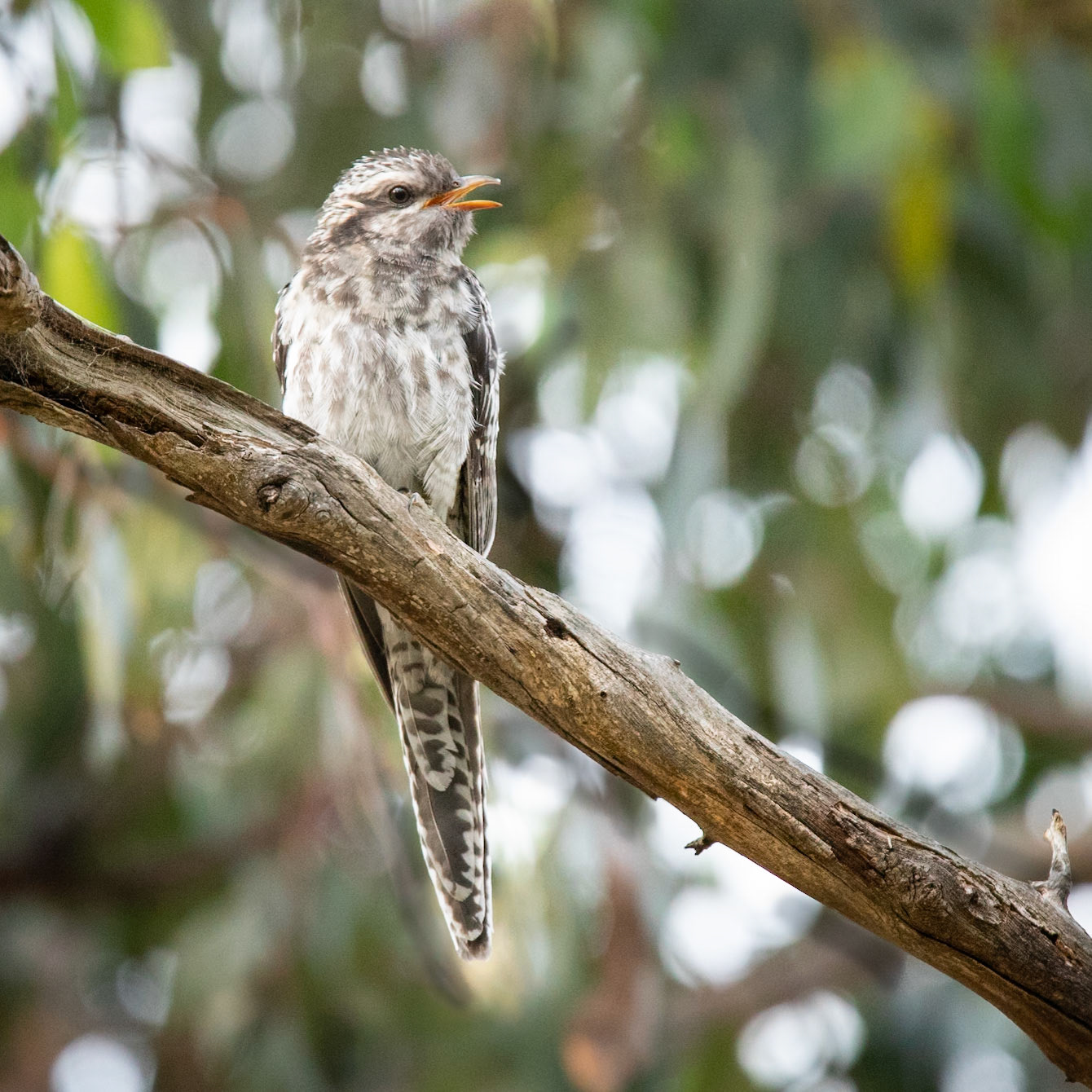 Pallid Cuckoo