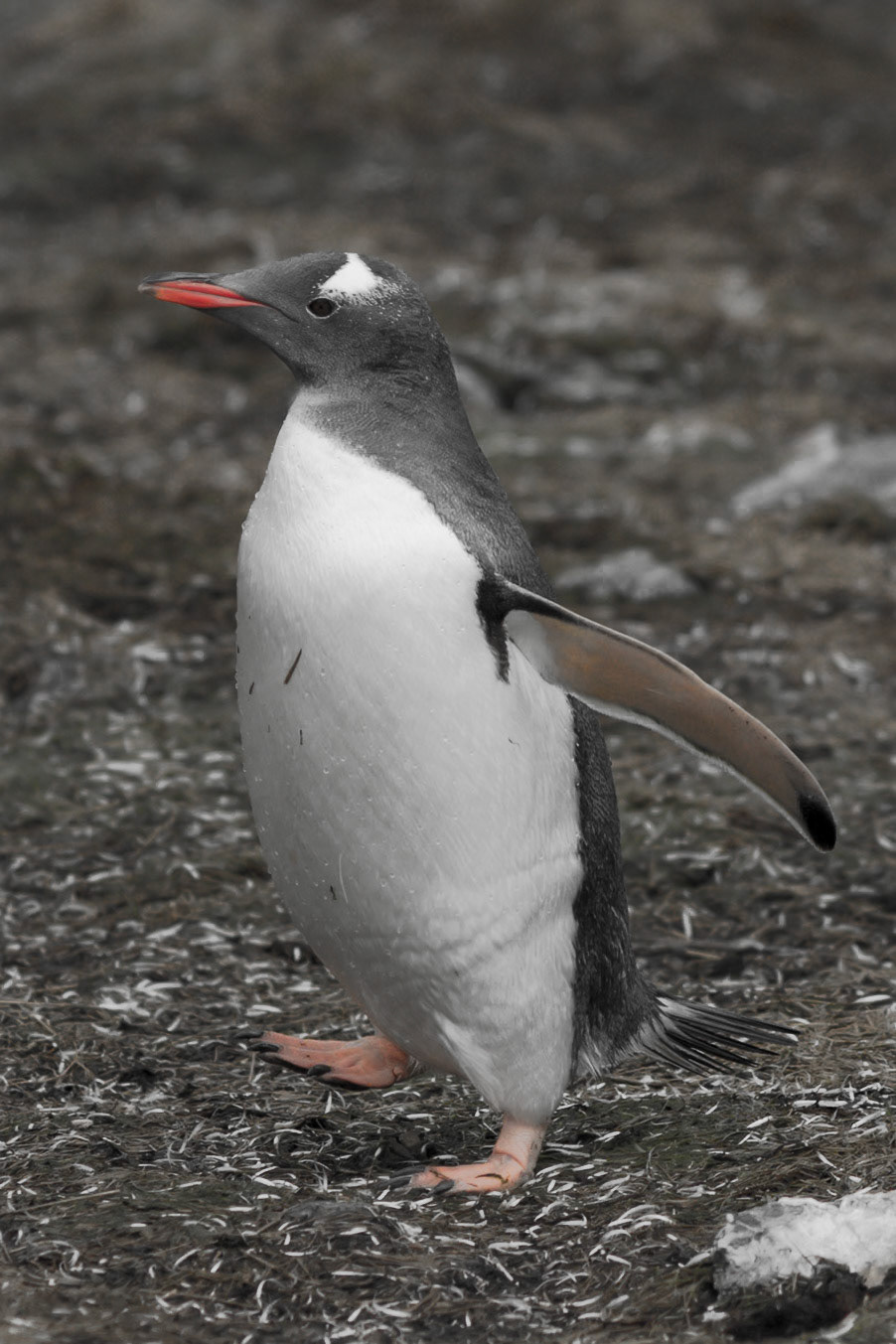 Gentoo Penguin - Godthul - South Georgia