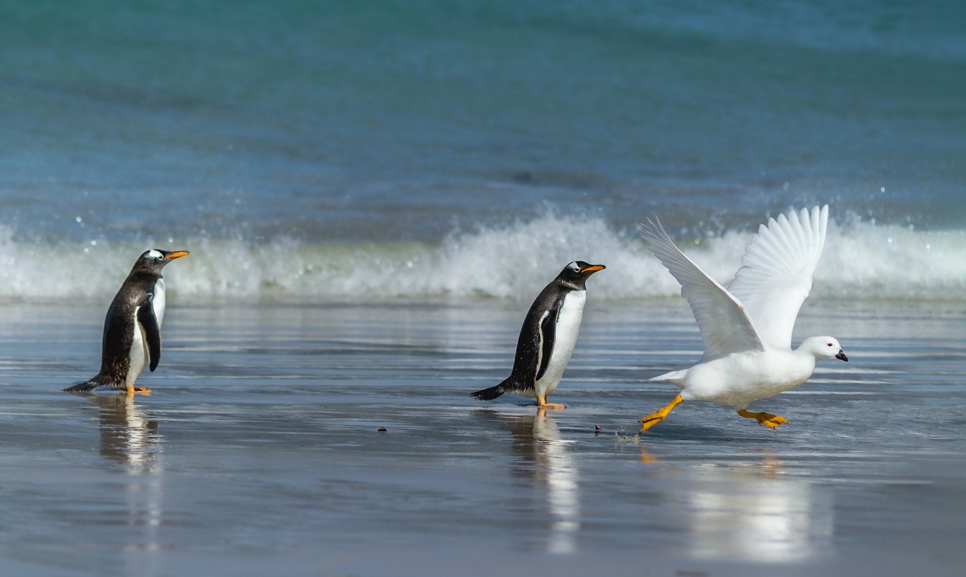 Whatever the hurry, this Kelp Goose certainly wasn't stopping to explain itself. The two gentoos, meanwhile, seemed happy enough to watch it pass by.