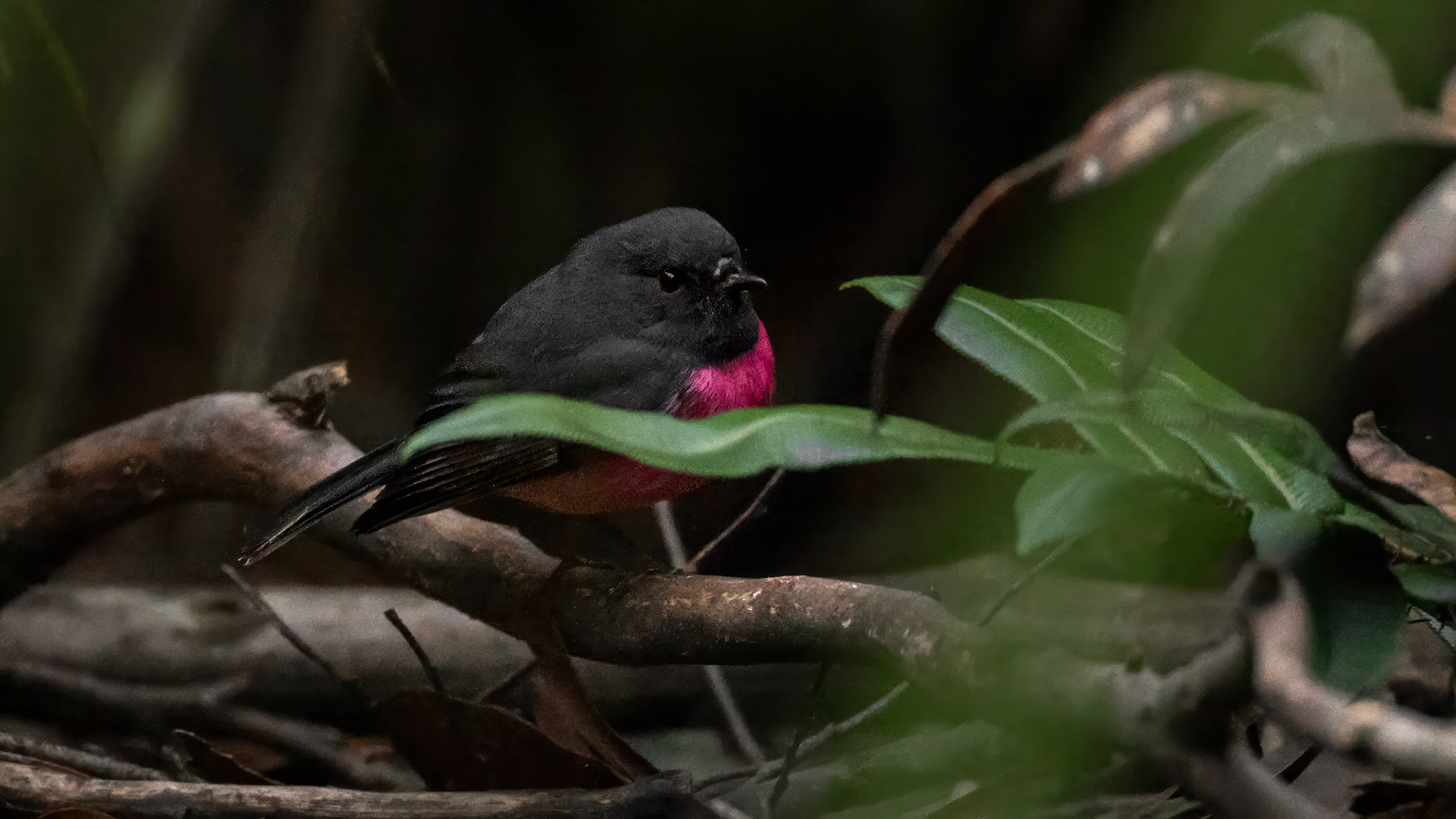 Pink Robin - Bruny Island, southern Tasmania, Australia