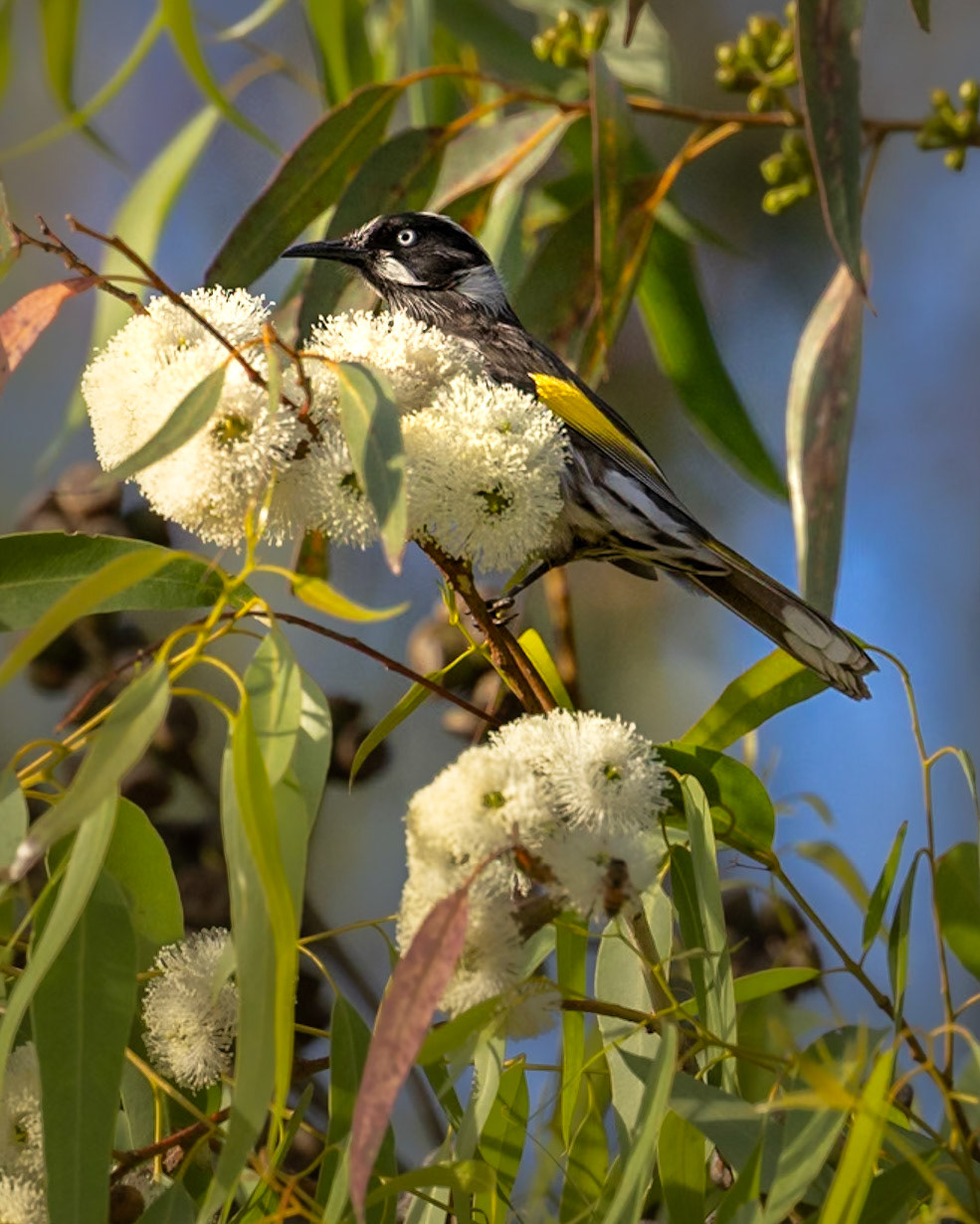 New Holland Honeyeater - Bellarine Peninsula, Victoria, Australia