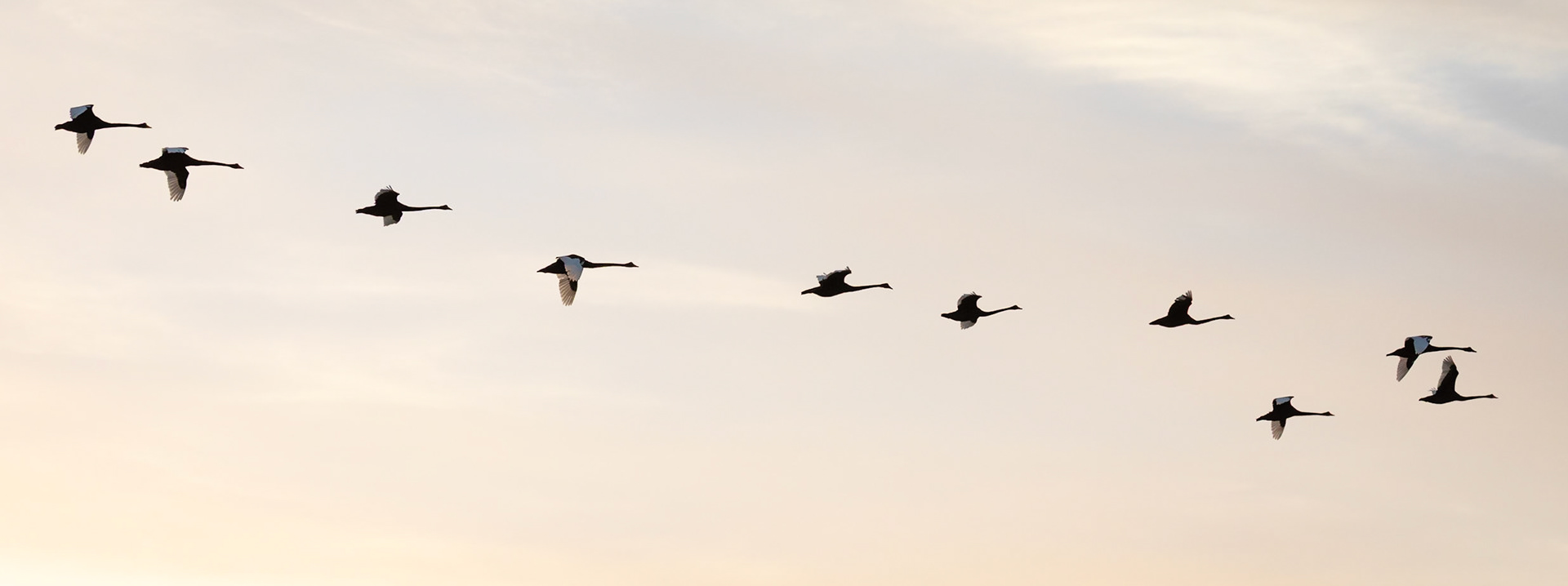 Black Swans
