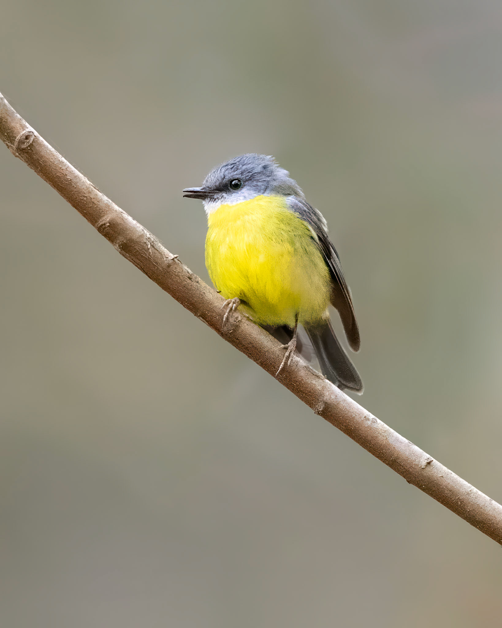 Eastern Yellow Robin - Sherbrooke, Victoria, Australia