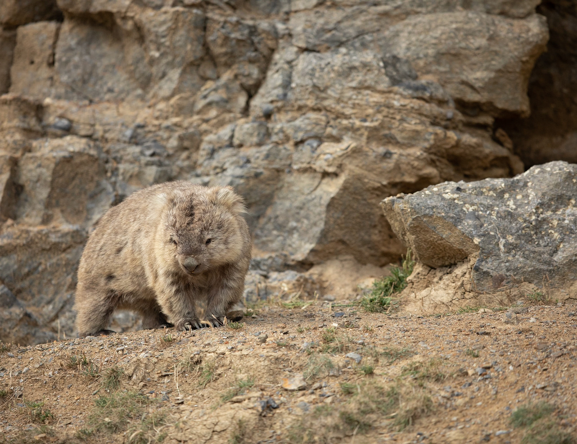 27 Bare-nosed Wombat - East coast Tasmania - Australia