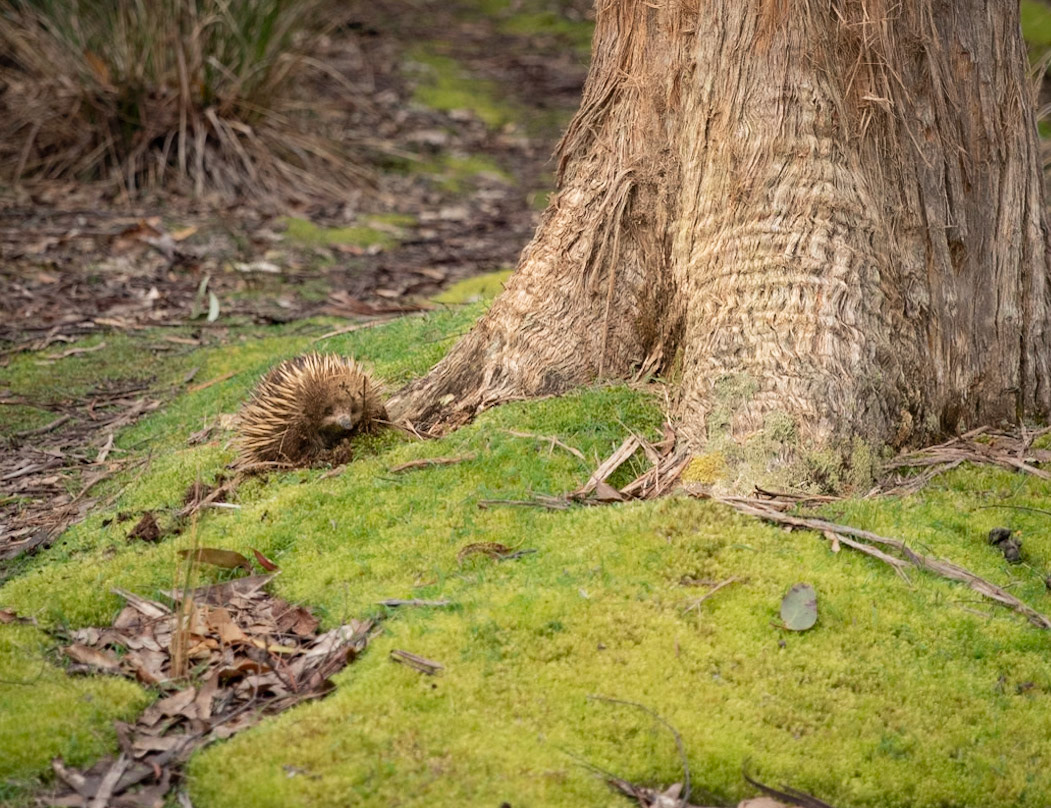 44 Echidna - Mt Field National Park - Tasmania - Australia