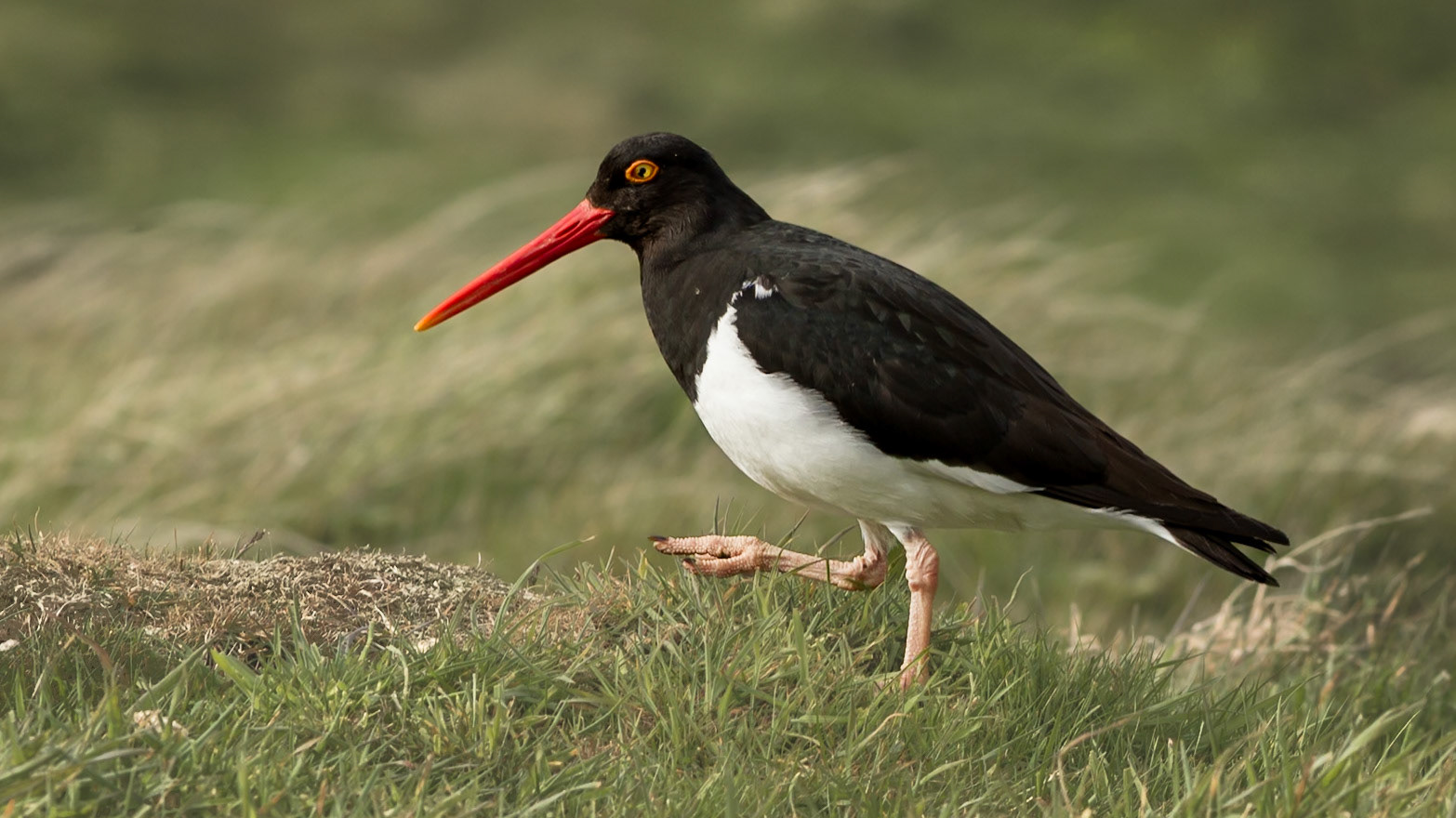 Magellanic Oystercatcher - Carcass Island - Falkland Islands (Islas Malvinas)