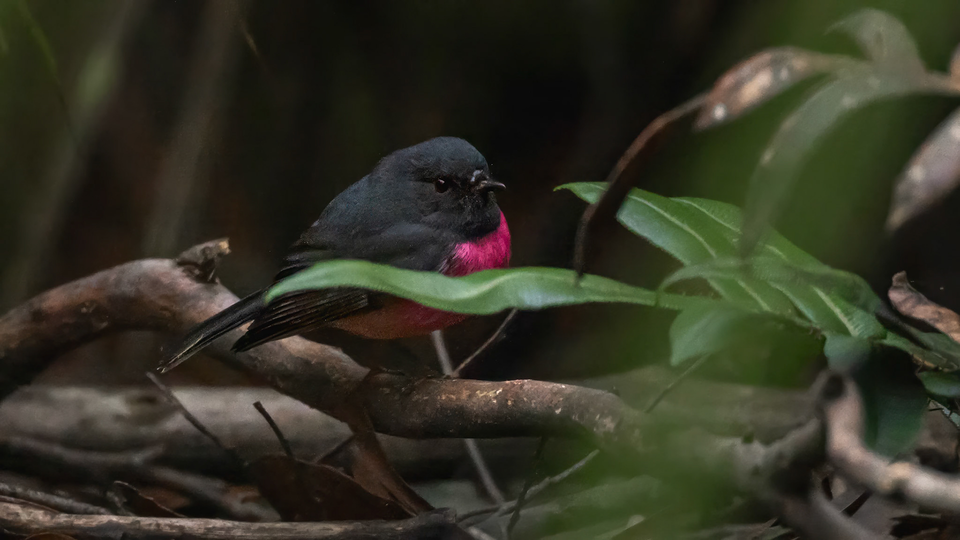 Pink Robin
