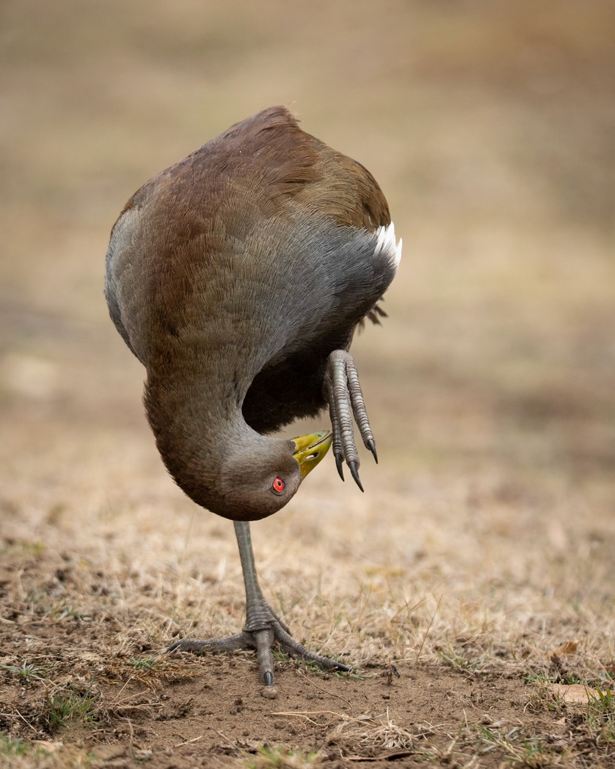 Tasmanian Native Hen
