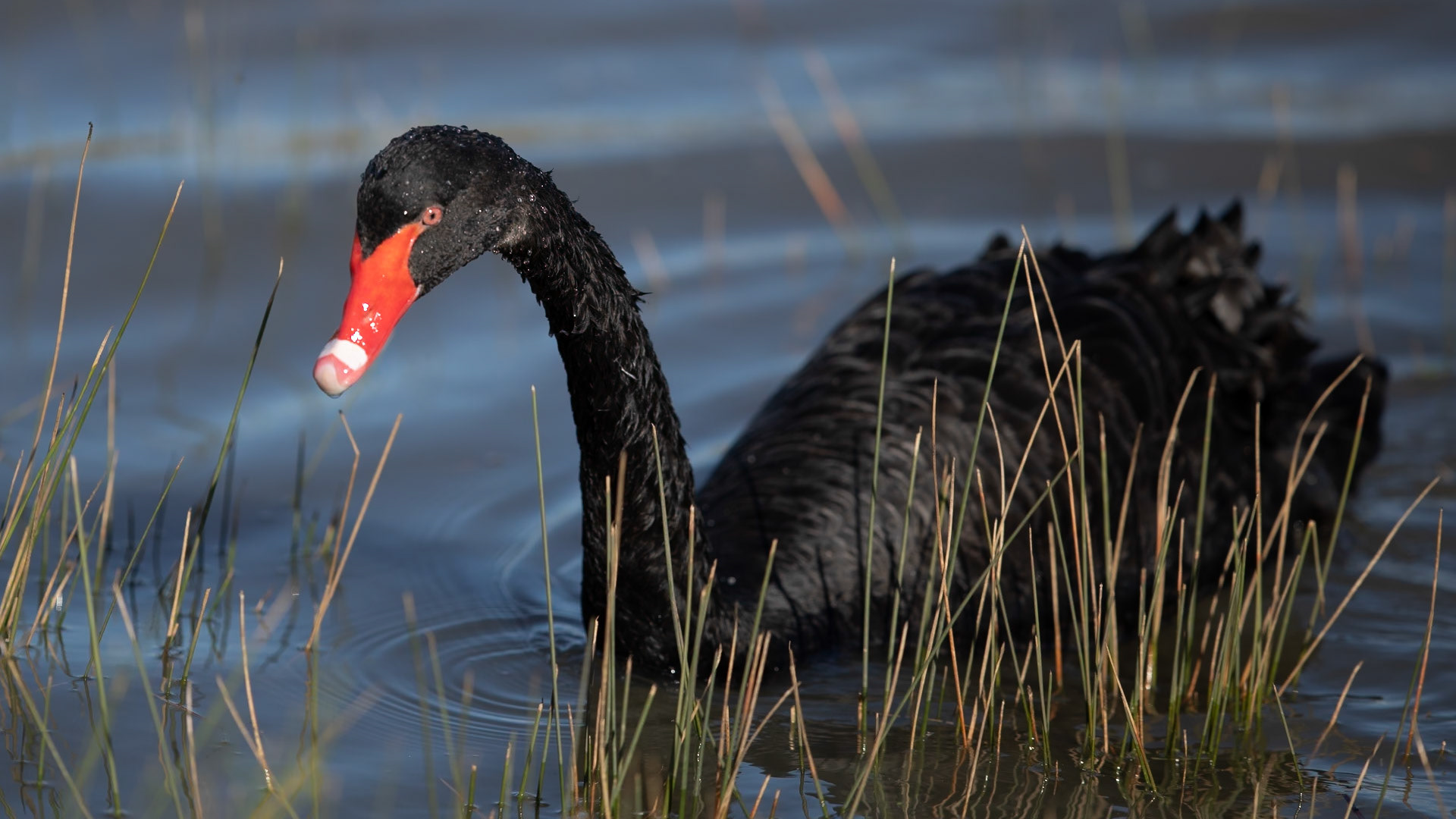 Black Swan