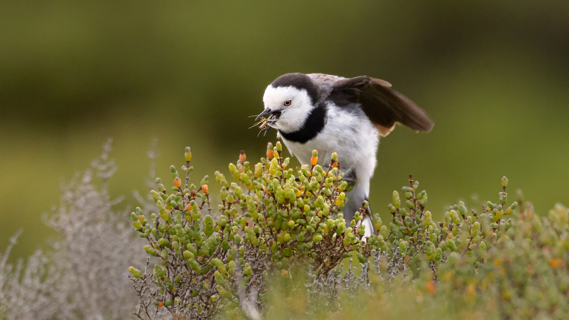 White-fronted Chat - Western Treatment Plant, Victoria, Australia