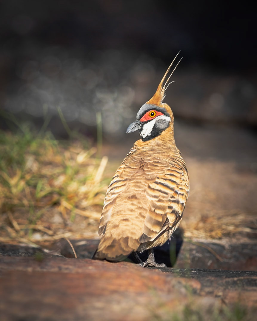 Spinifex Pigeon (Geophaps plumifera)
