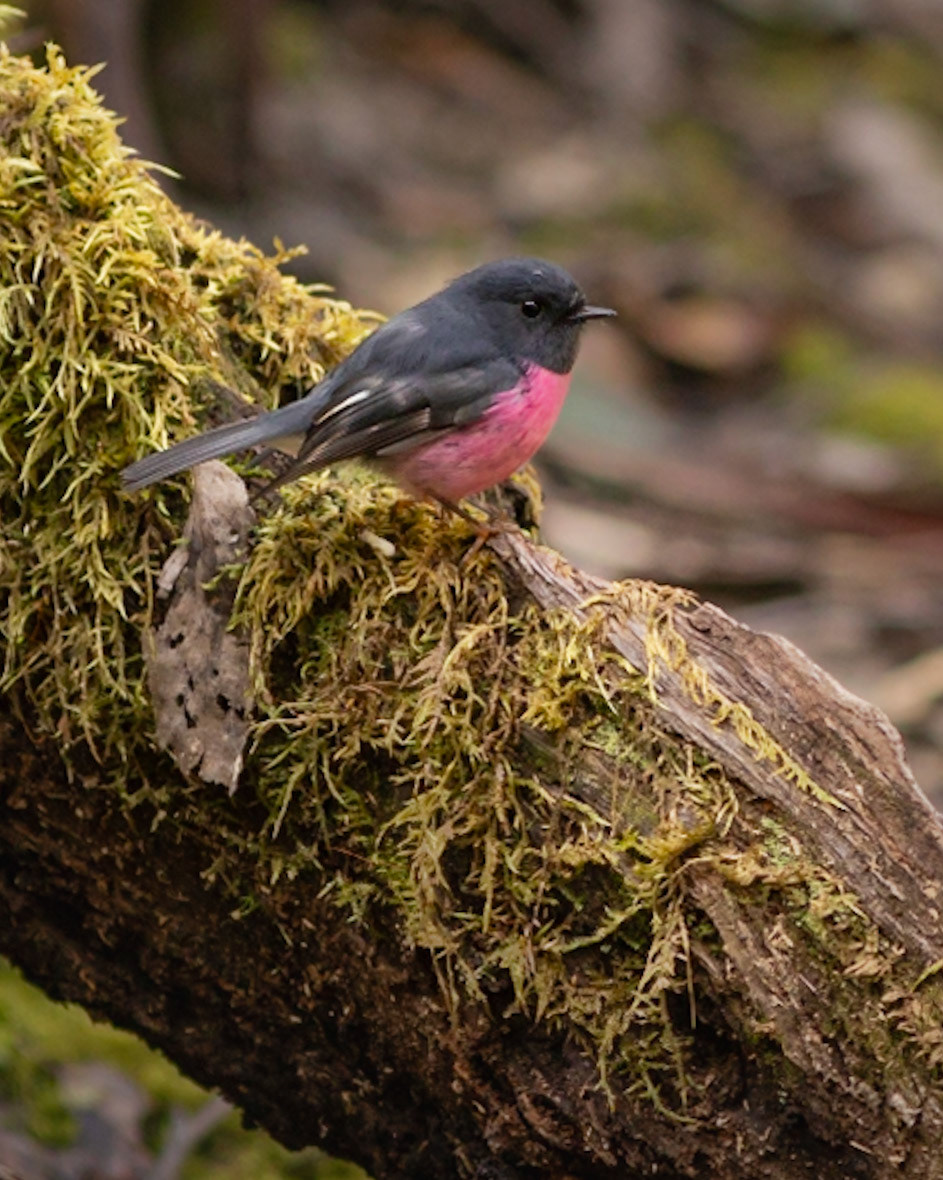 Pink Robin