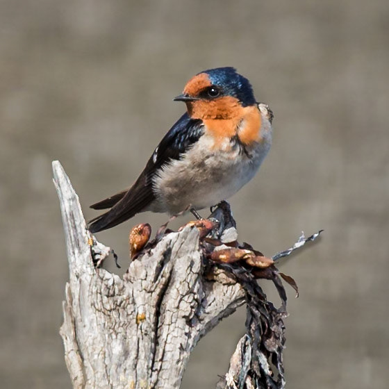 Welcome Swallow