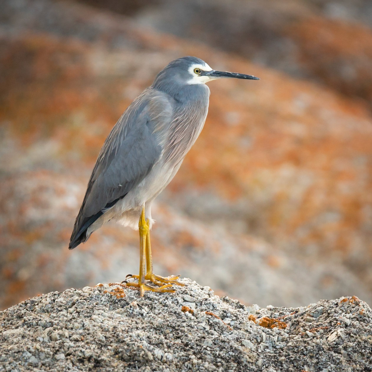 White-faced Heron