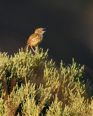Striated Fieldwren - Bellarine Peninsula, Victoria, Australia