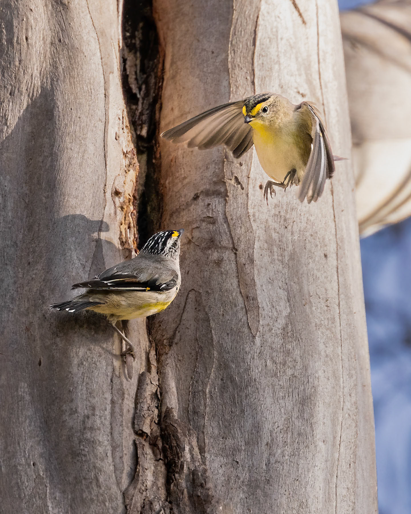 Striated Pardalote