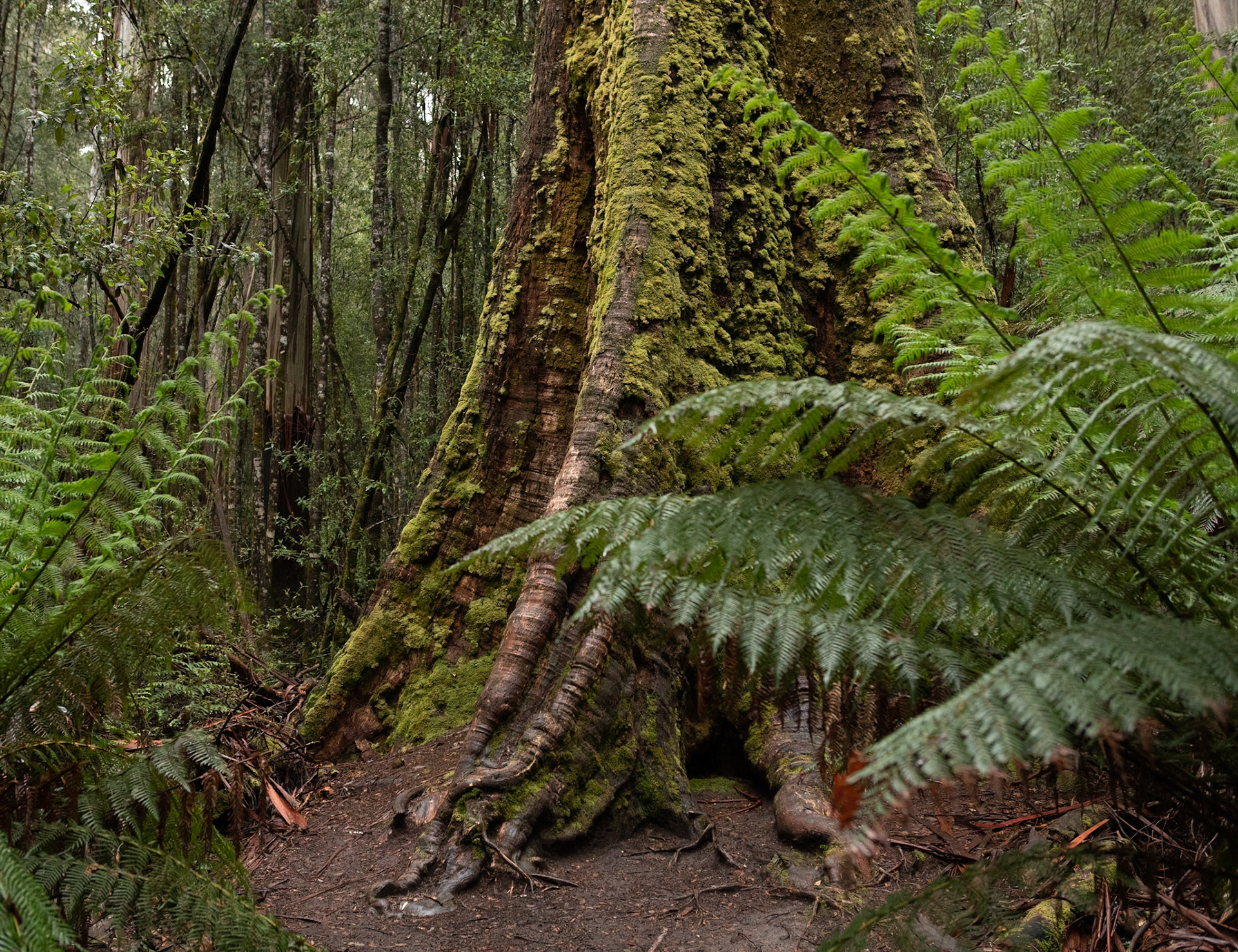 16 Tall trees in the rainforest - Mt Field National Park - Tasmania - Australia