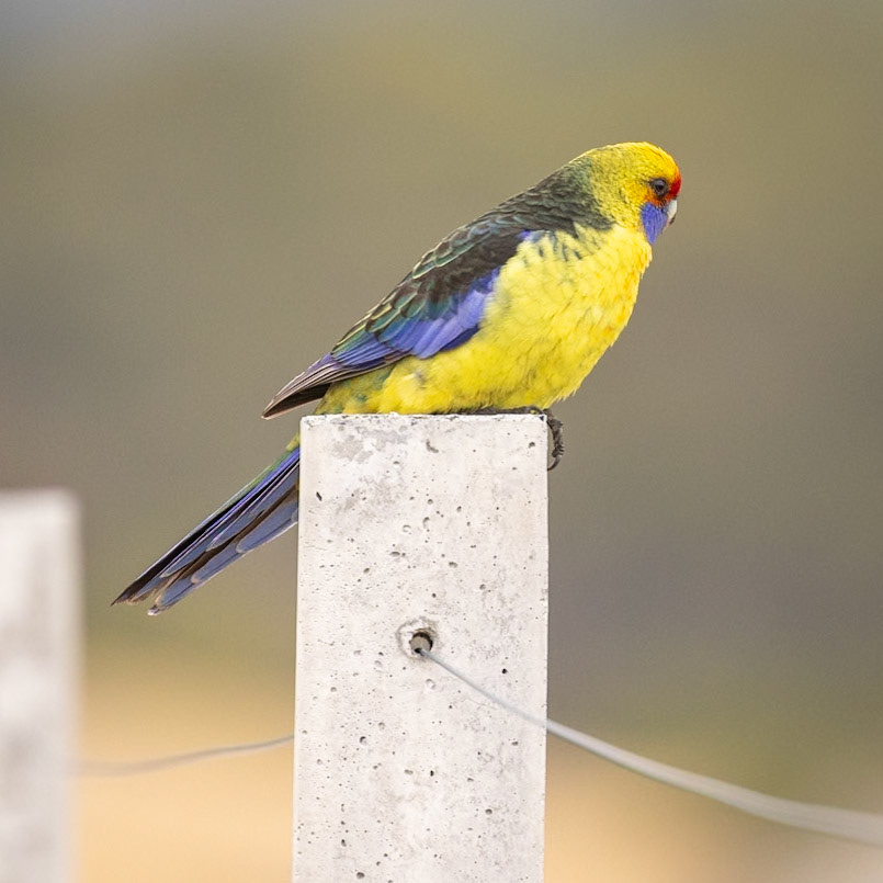 Green Rosella - Maria Island, Eastcoast Tasmania, Australia
