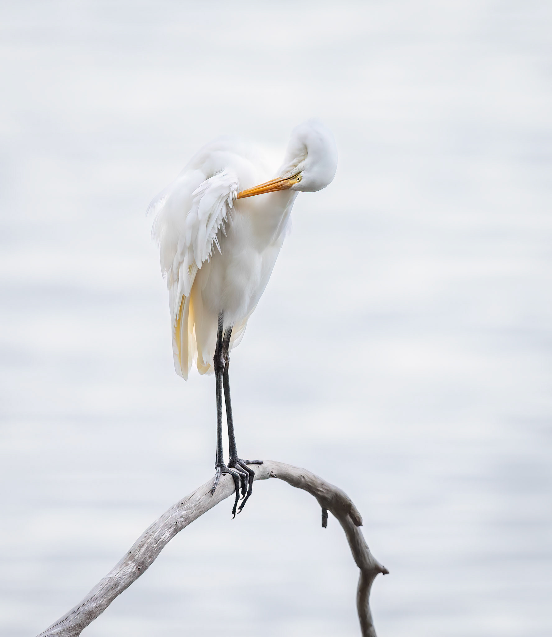 Eastern Great Egret