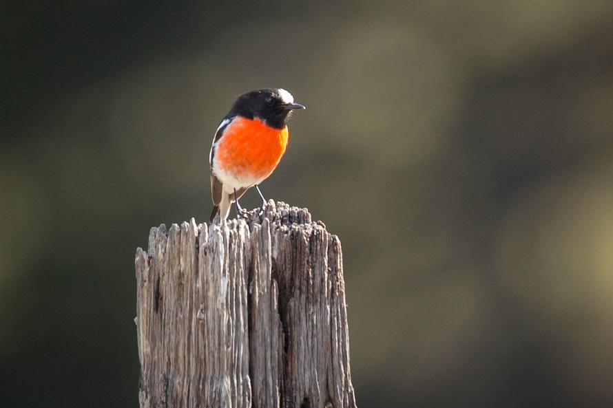 Scarlet Robin