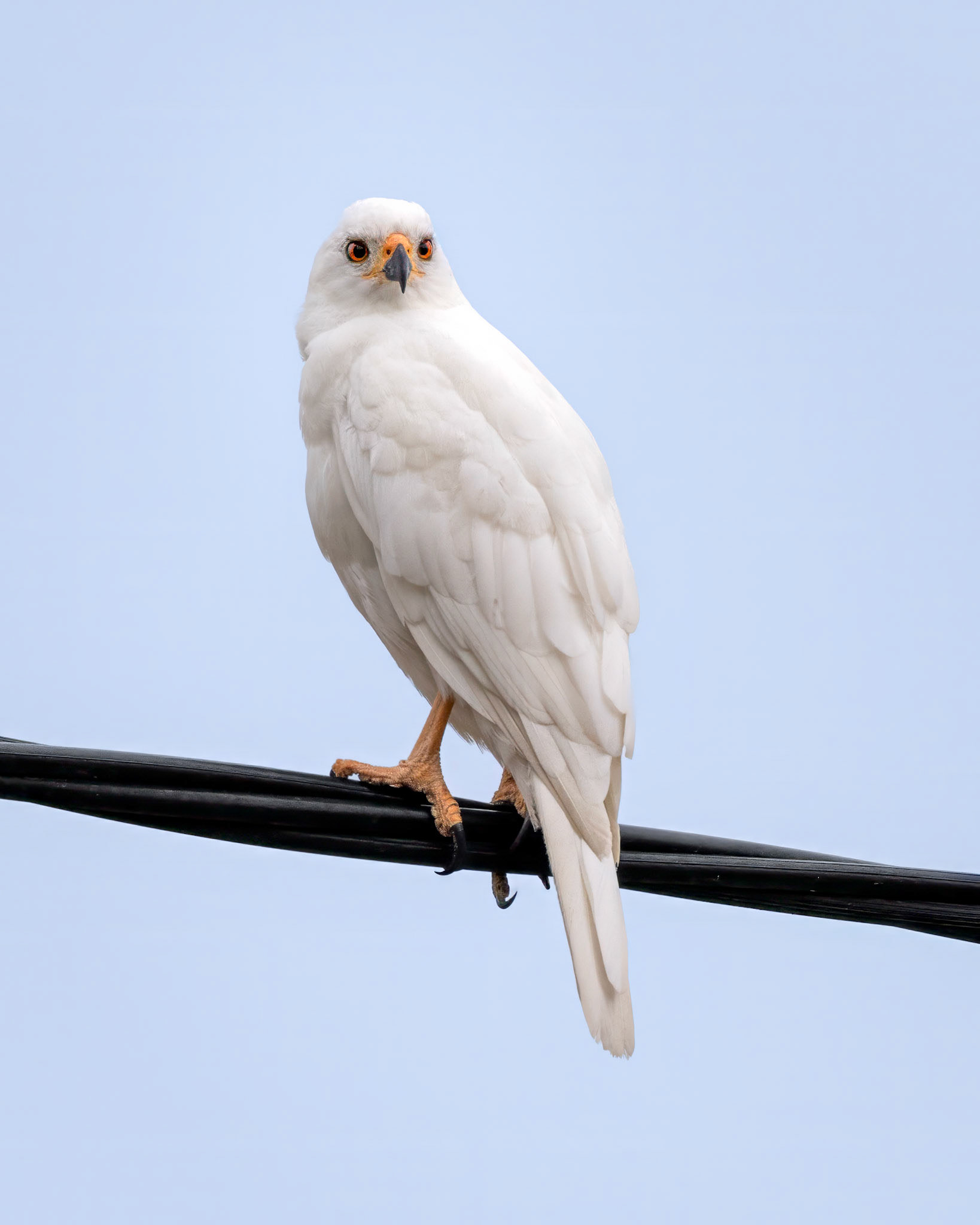 Grey Goshawk (white morph) - Kingborough, Southern Tasmania, Australia