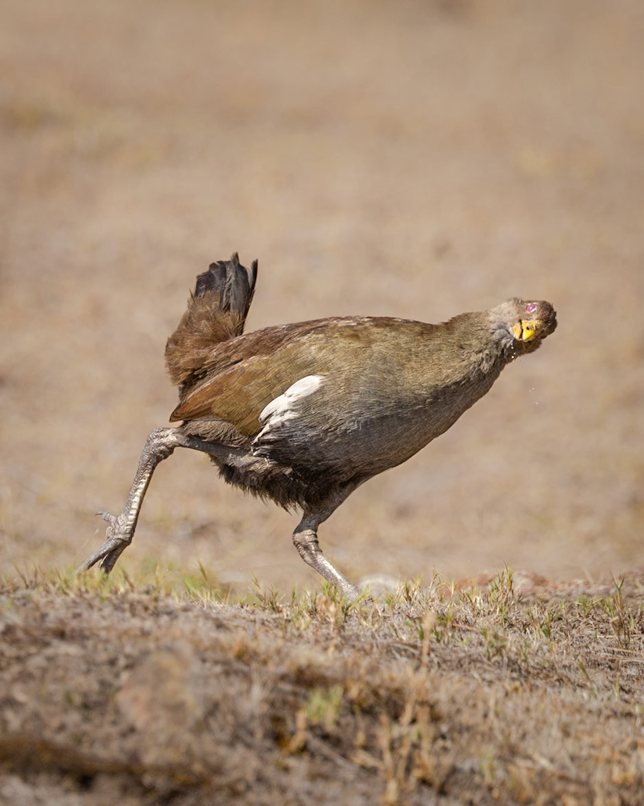 Tasmanian Native Hen