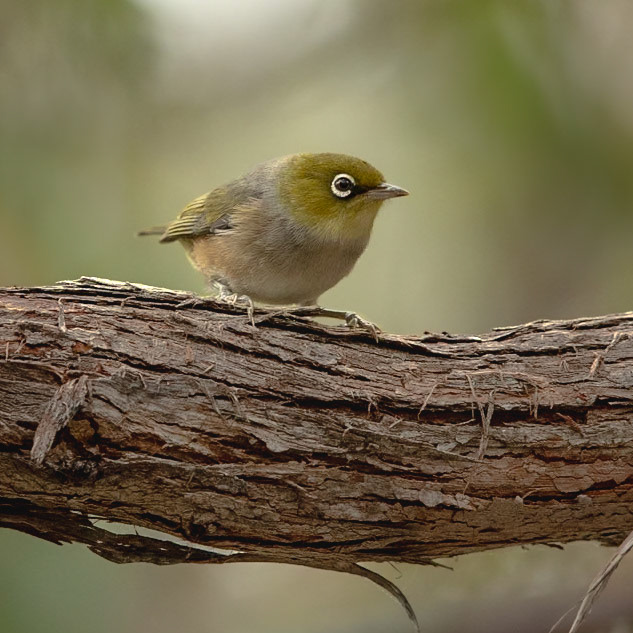 Silvereye