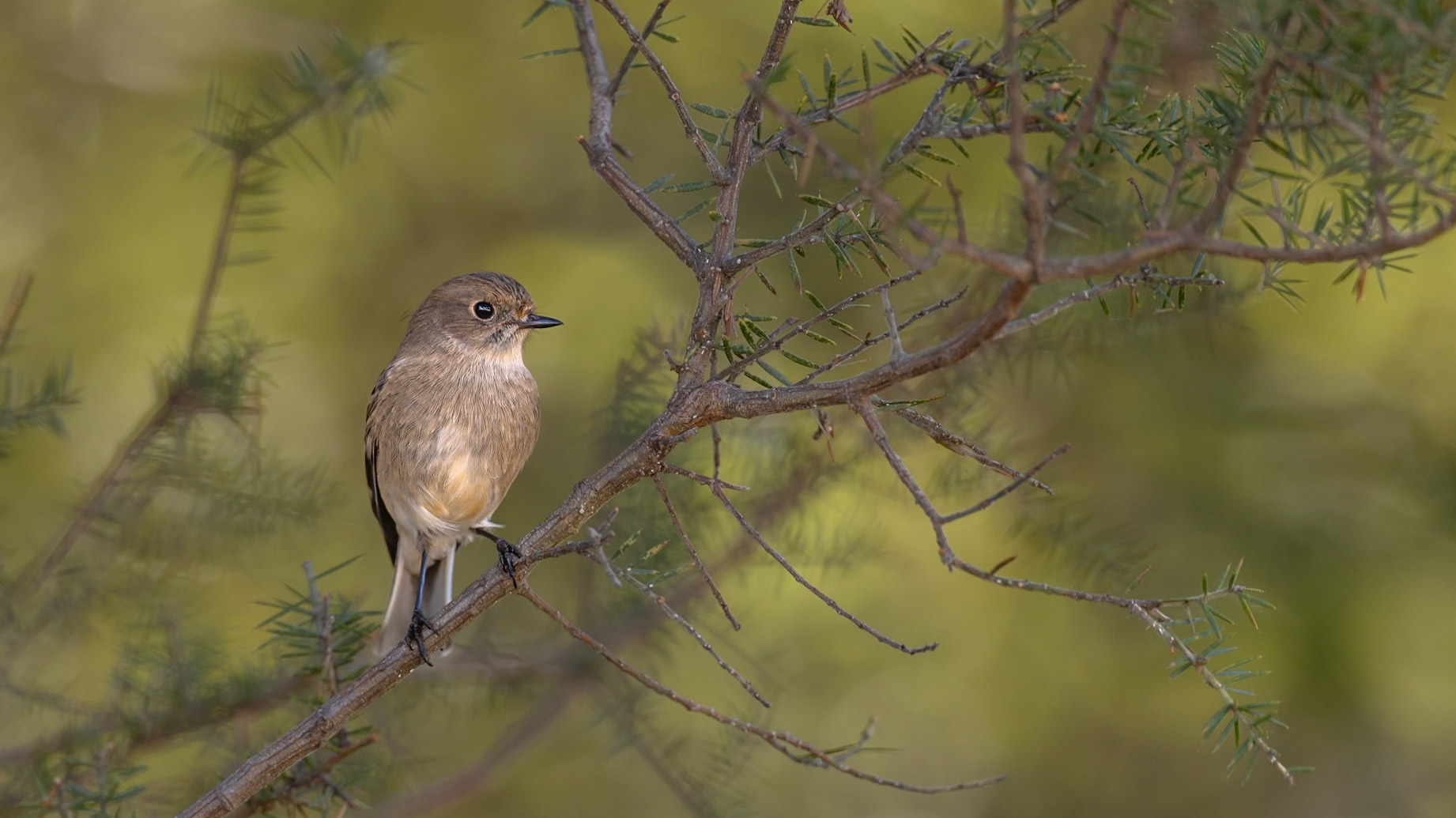 Flame Robin, female - Maria Island, Eastcoast Tasmania, Australia