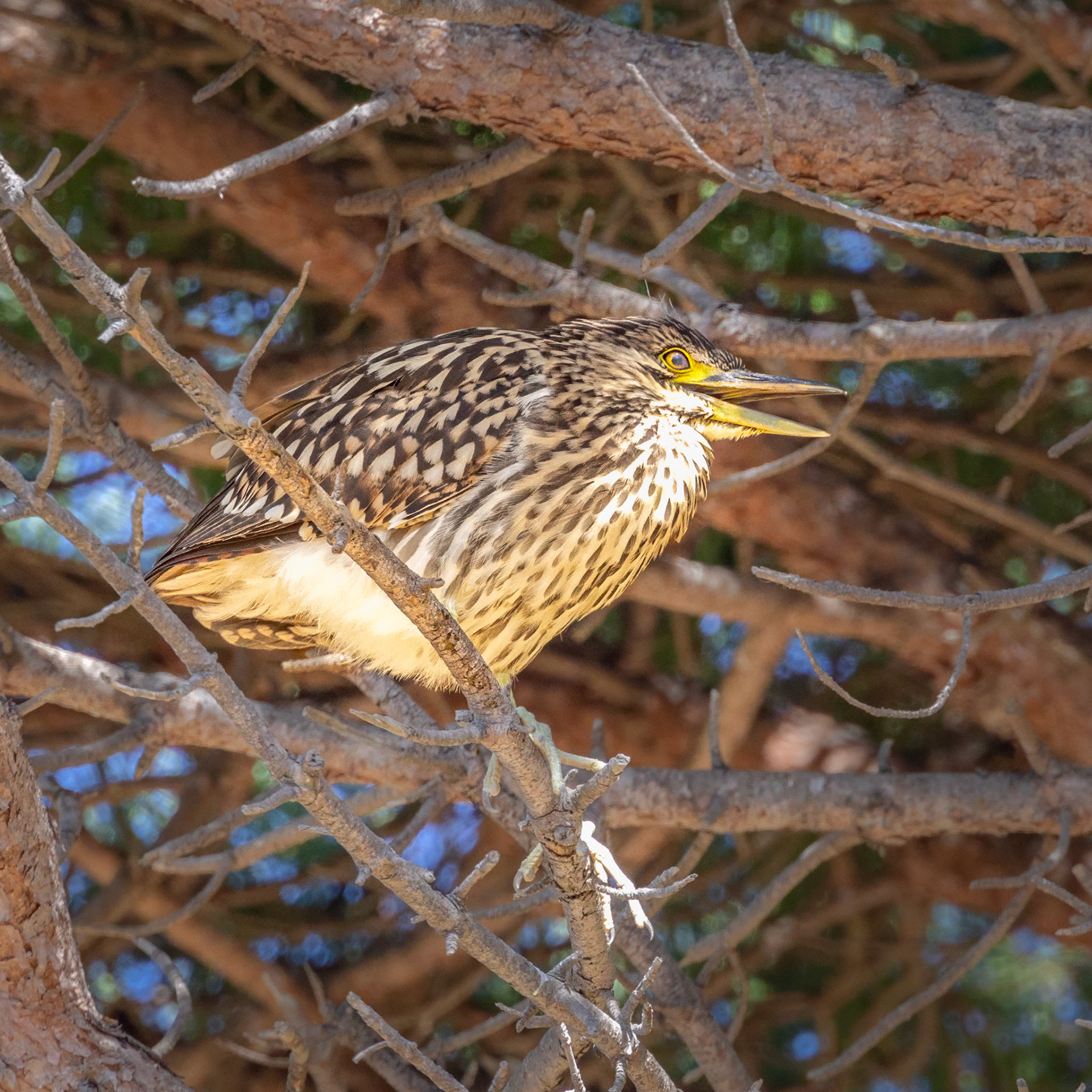 Nankeen Night Heron (juvenile) - Bellarine Peninsula, Victoria, Australia