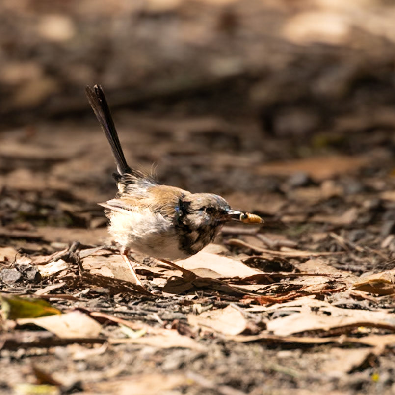 Superb Fairywren, male, eclipse plumage - Macedon Ranges, Victoria, Australia