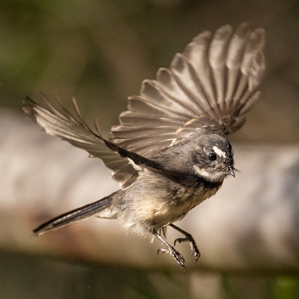 Grey Fantail