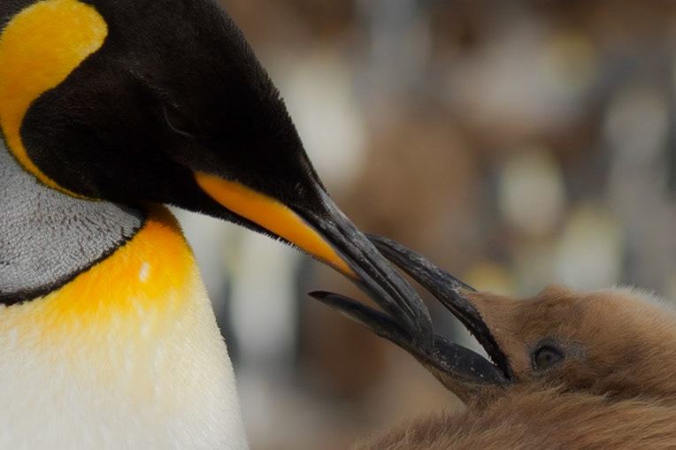 King Penguin adult and chick - St Andrews Bay - South Georgia