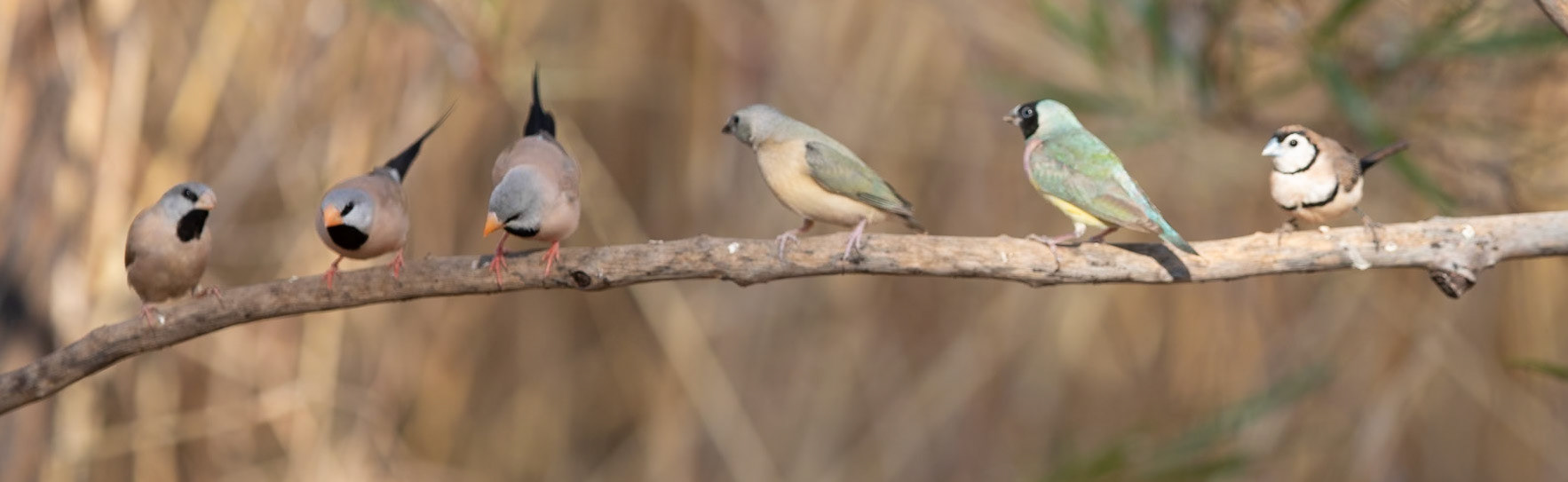Finches at the waterhole