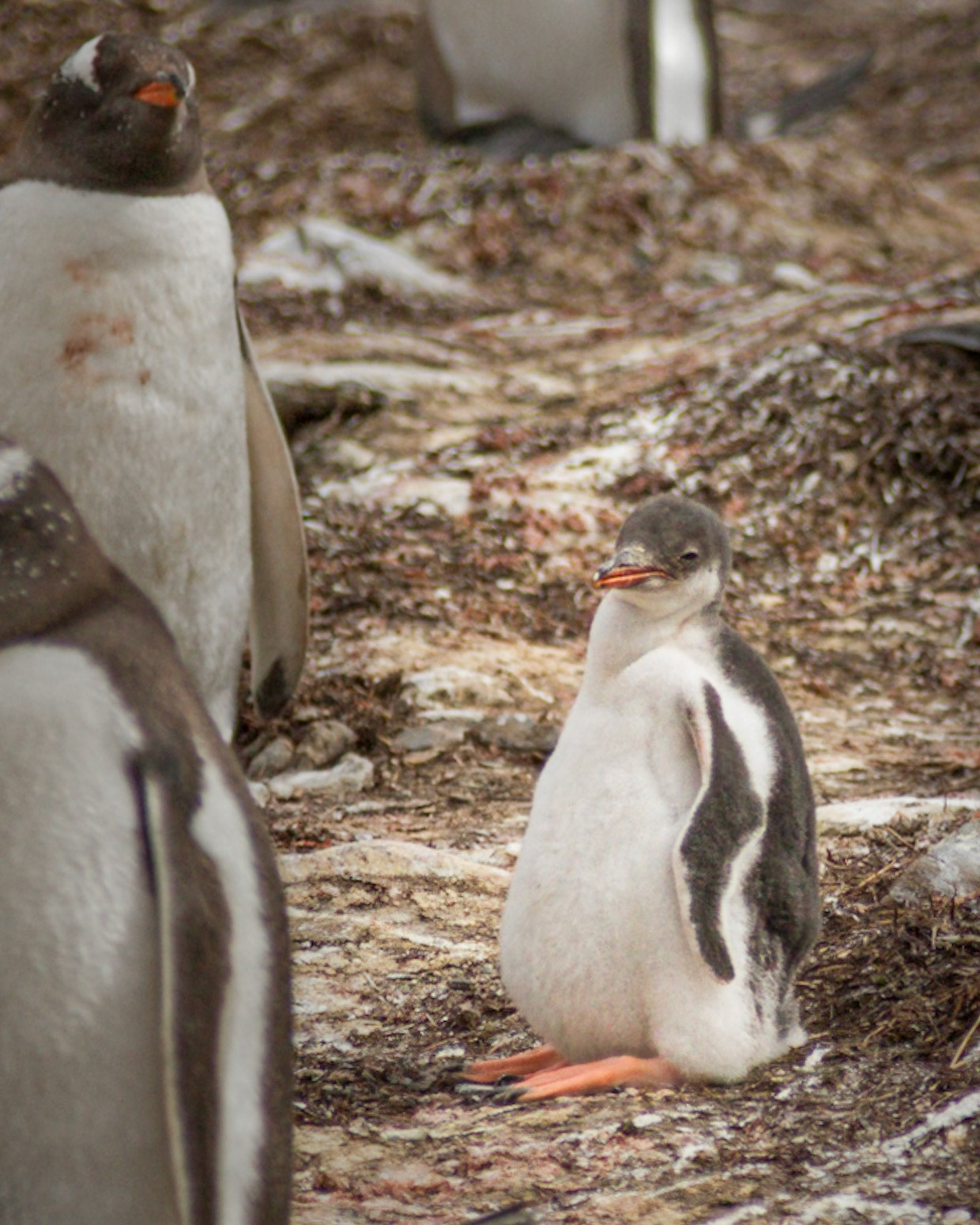 Still a youngster and very plump, this Southern Gentoo Penguin has some growing to do. Those rather impressive feet seem to be well ahead of the rest!
